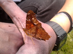 Hypanartia kefersteini