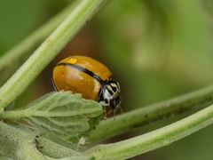Oenopia cuneata