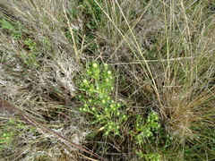 Symphyotrichum ciliatum