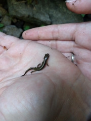 Plethodon dunni