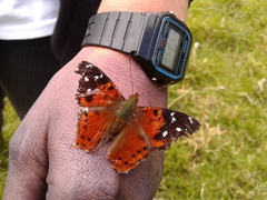 Hypanartia kefersteini