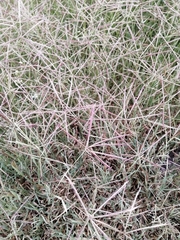 Dichanthium annulatum