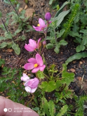 Ixia scillaris scillaris