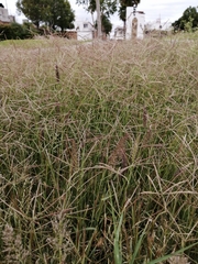 Dichanthium annulatum