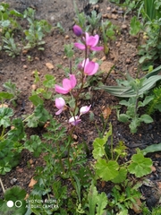 Ixia scillaris scillaris