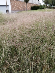 Dichanthium annulatum