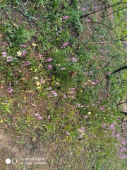 Ixia scillaris scillaris