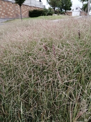 Dichanthium annulatum