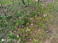 Ixia scillaris scillaris
