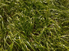 Lolium multiflorum