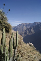 Corryocactus brevistylus