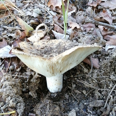 Lactifluus glaucescens