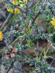 Aspalathus divaricata