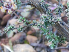 Aspalathus divaricata