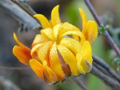 Aspalathus divaricata