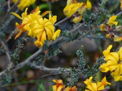 Aspalathus divaricata