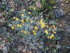 Aspalathus divaricata