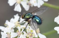Chrysosomopsis aurata