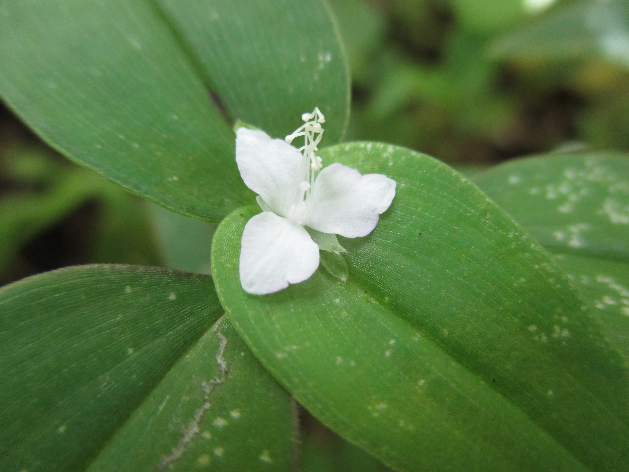 Tradescantia schippii image