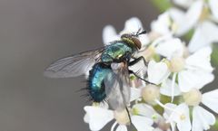 Chrysosomopsis aurata