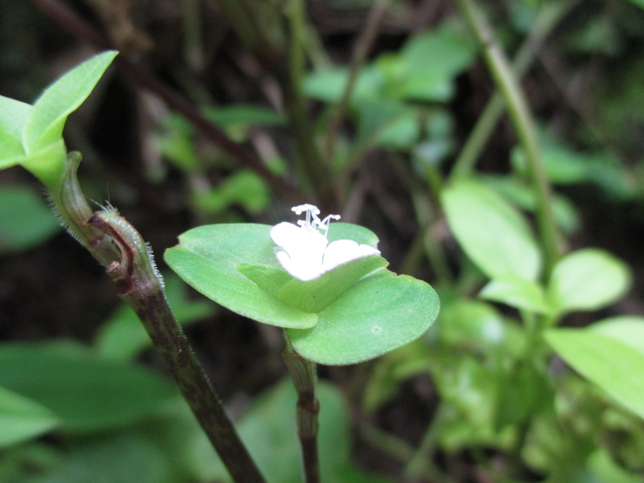 Tradescantia schippii image