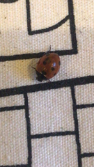 Coccinella septempunctata