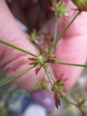 Juncus diffusissimus