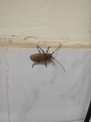 Celosterna scabrator