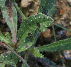 Ramularia inaequalis