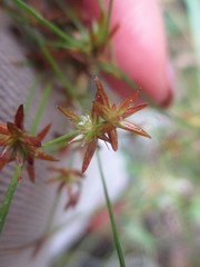 Juncus diffusissimus