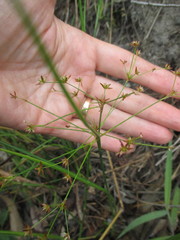 Juncus diffusissimus