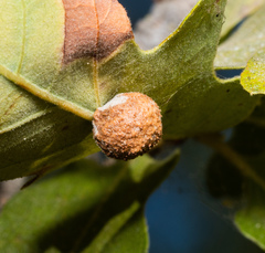 Cynips multipunctata