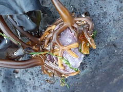 Patella ulyssiponensis