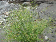 Juncus diffusissimus