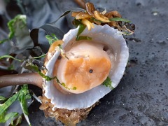 Patella ulyssiponensis