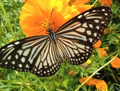 Parantica aglea
