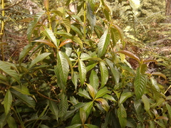 Palicourea angustifolia