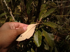 Critoniopsis bogotana