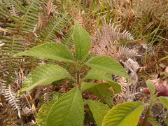 Lippia hirsuta