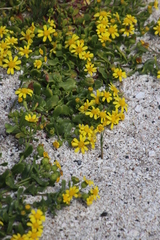 Senecio maritimus