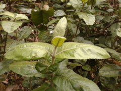 Ageratina asclepiadea