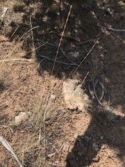 Pseudoroegneria spicata spicata