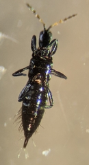 Liothrips