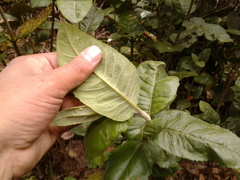 Ageratina asclepiadea