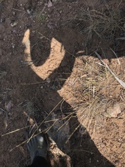 Pseudoroegneria spicata spicata