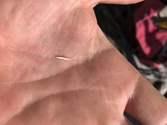 Pseudoroegneria spicata spicata