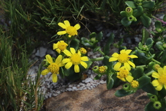 Senecio maritimus