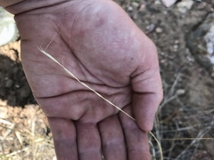 Pseudoroegneria spicata spicata