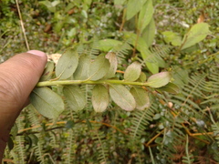 Baccharis bogotensis