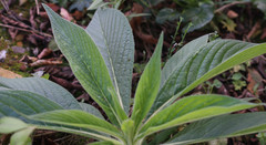 Echium pininana